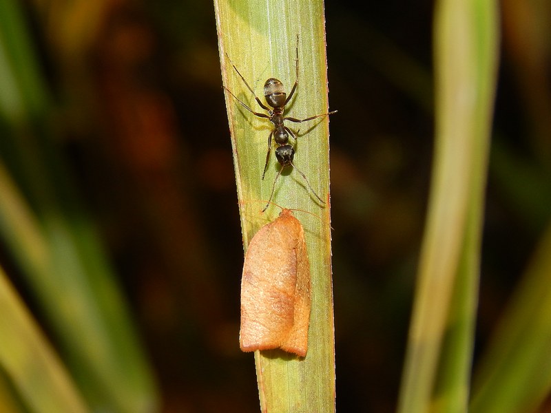 Cacoecimorpha pronubana (?)  VS formica